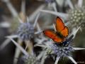 Lycaena lampon (İranateşgüzeli)